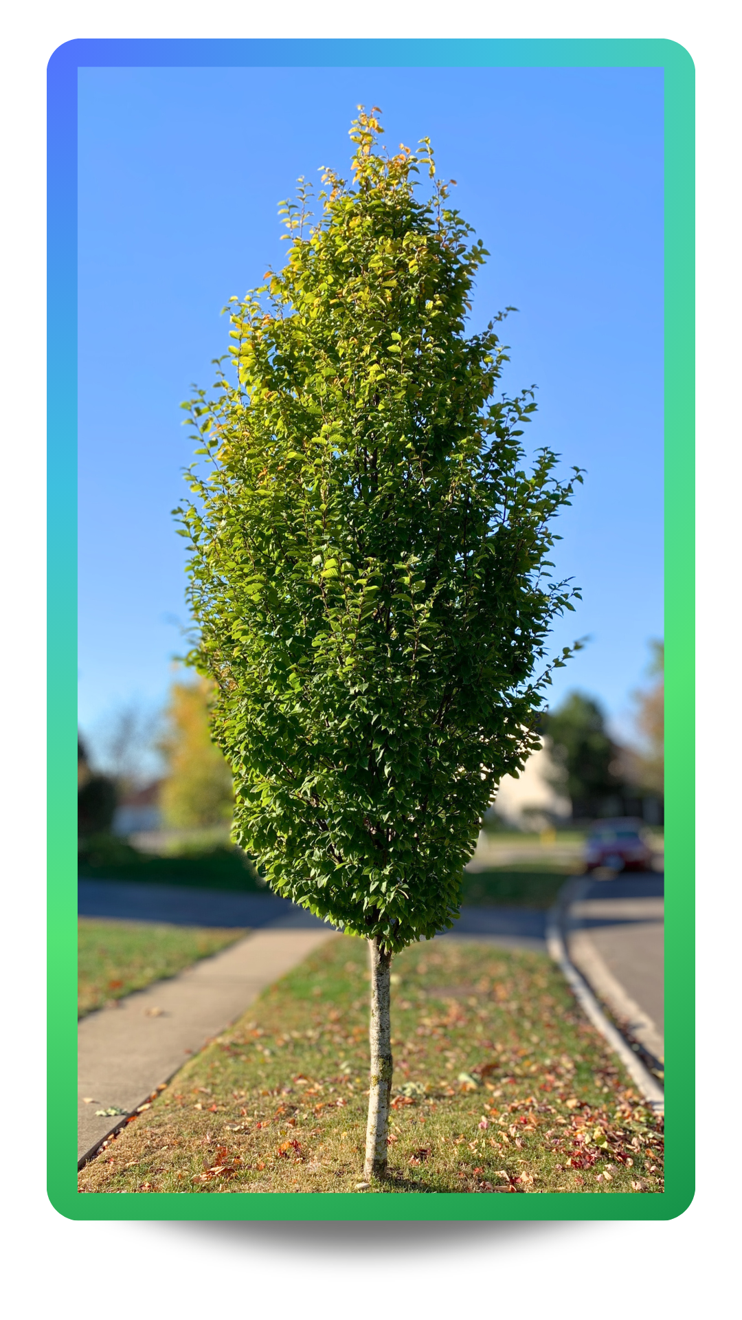 Pyramidal European Hornbeam planted on a narrow street.